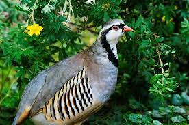 Steinhuhn in Kroatien